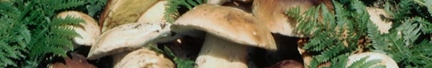 Menu funghi porcini, fino ad esaurimento